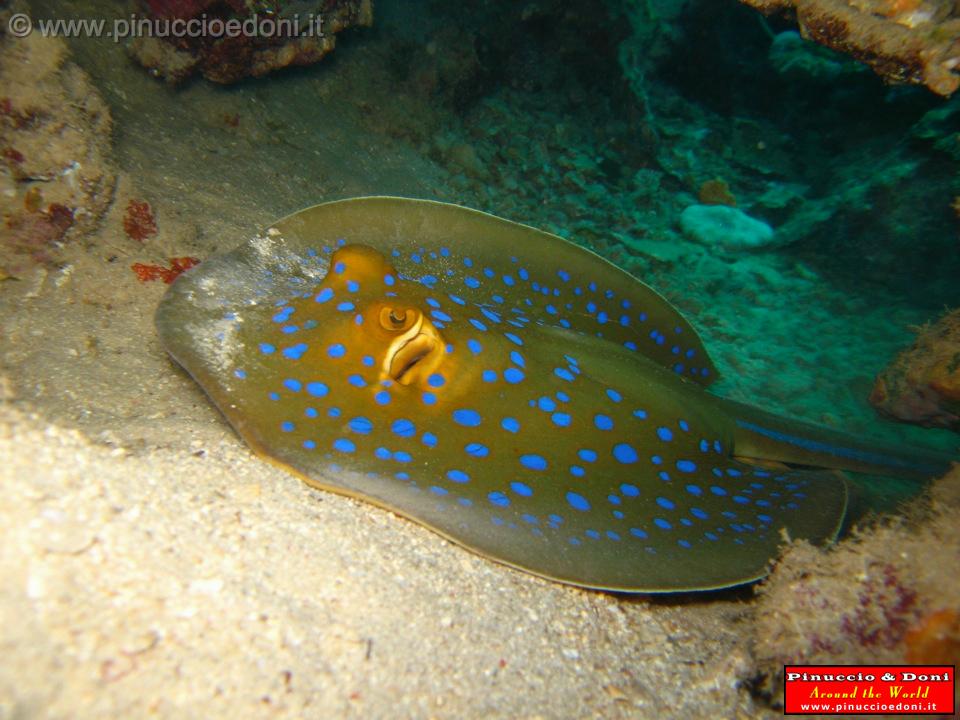 Djibouti - Diving a Djibouti - 25.jpg